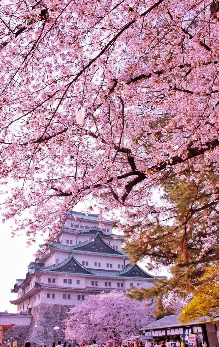 Cherry Blossom 50ml Perfume