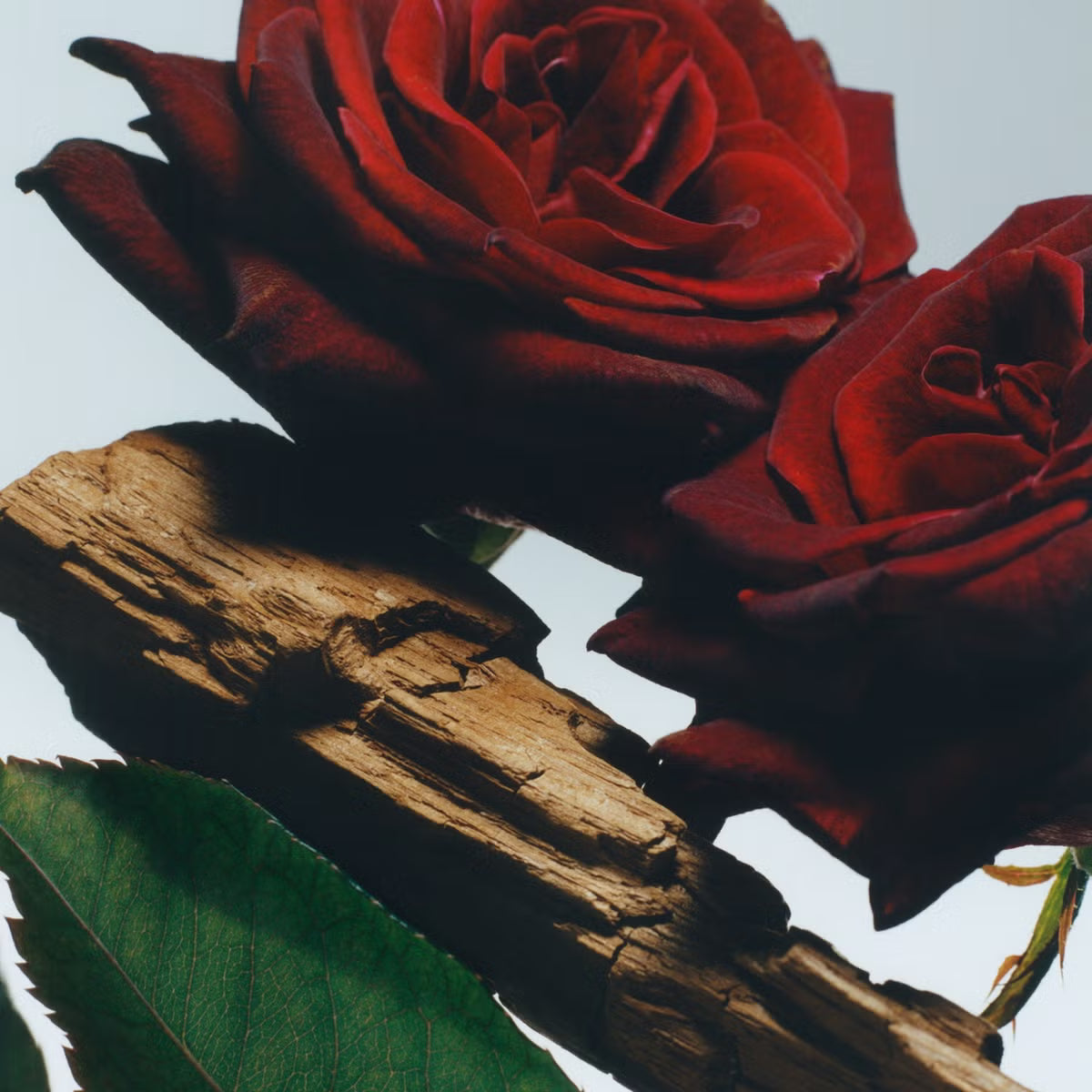 Velvet Rose & Oud 50ml Perfume