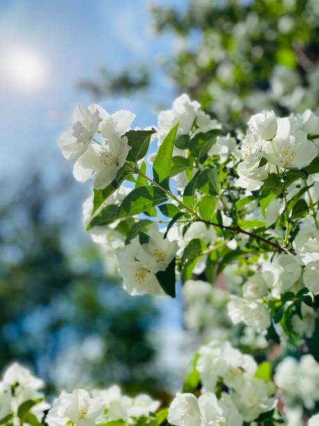 Jasmine & Vanilla 50ml Perfume